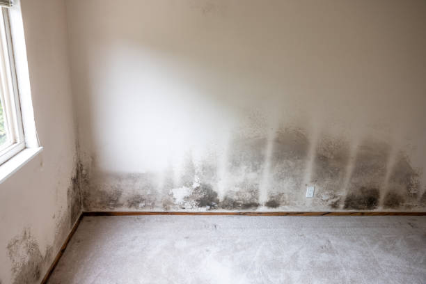 Best Mold Prevention Services  in Windsor Heights, IA